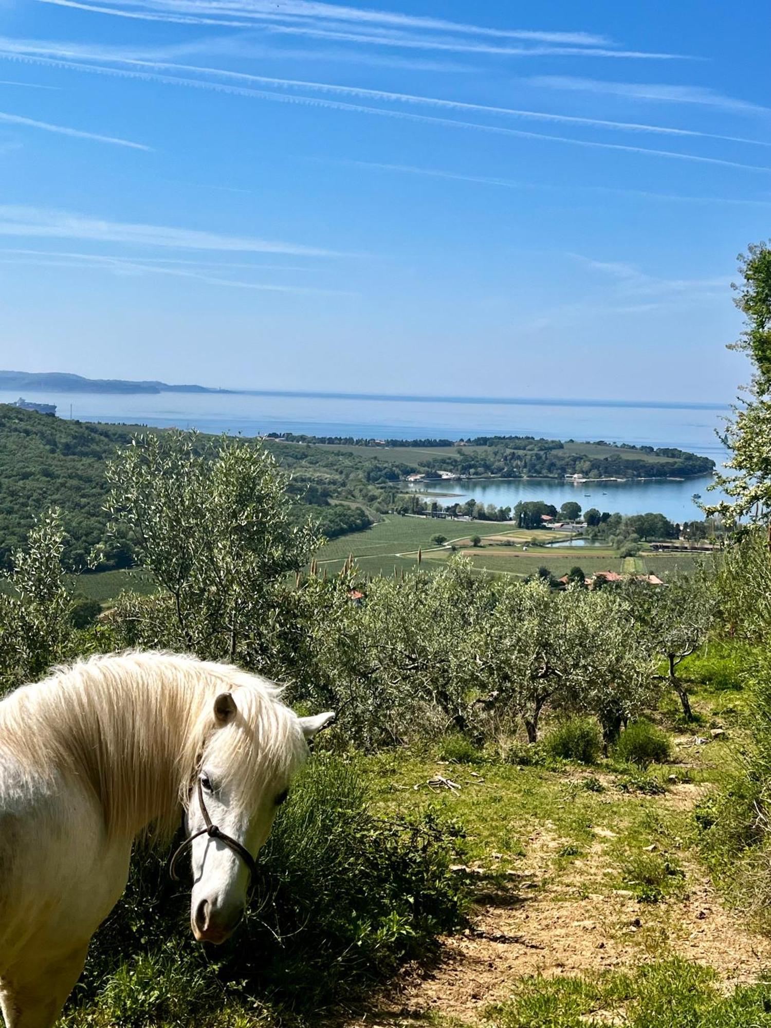 Na Kmetiji S Konji - Pogelsek Appartement Ankaran Buitenkant foto
