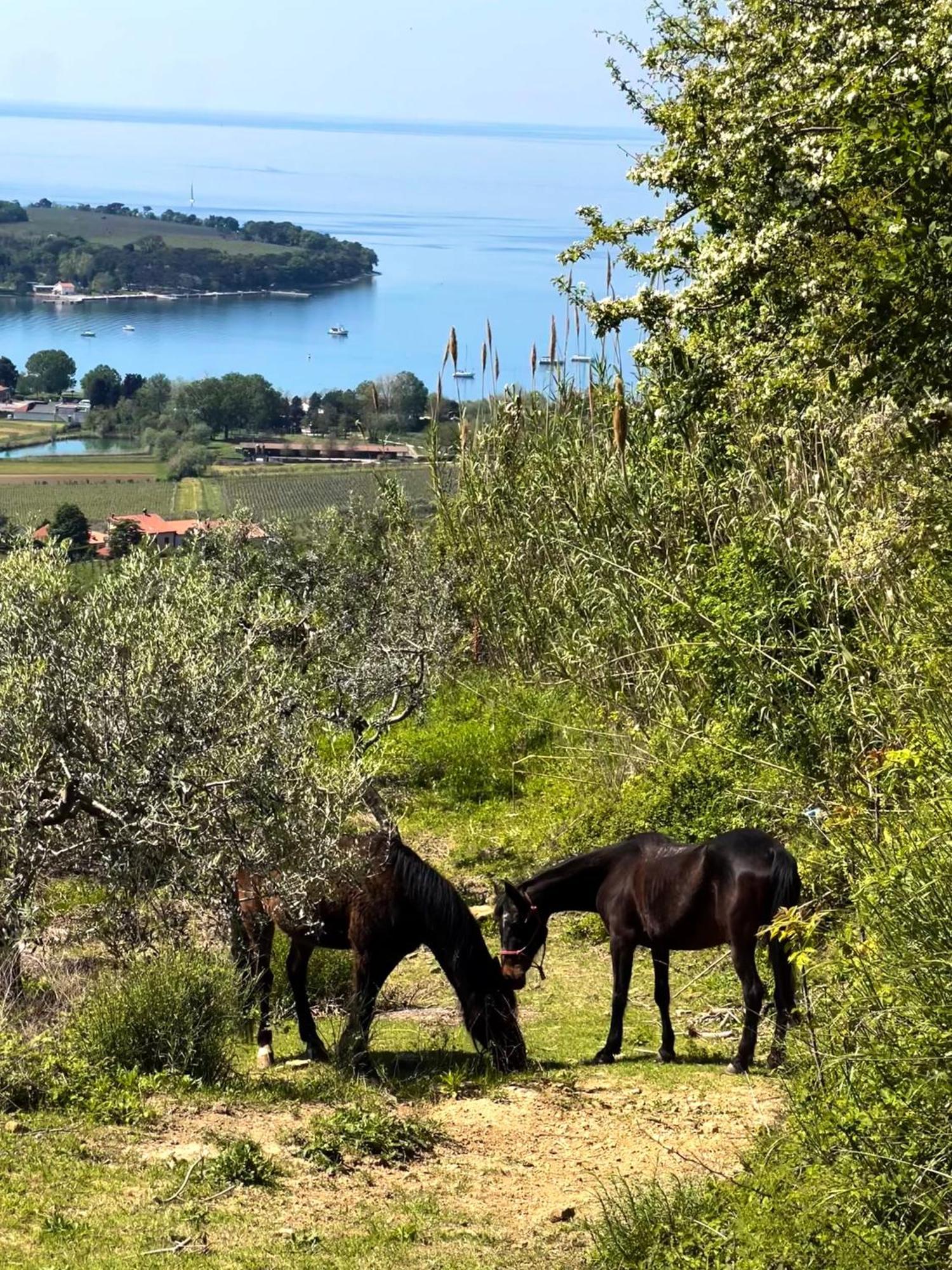 Na Kmetiji S Konji - Pogelsek Appartement Ankaran Buitenkant foto