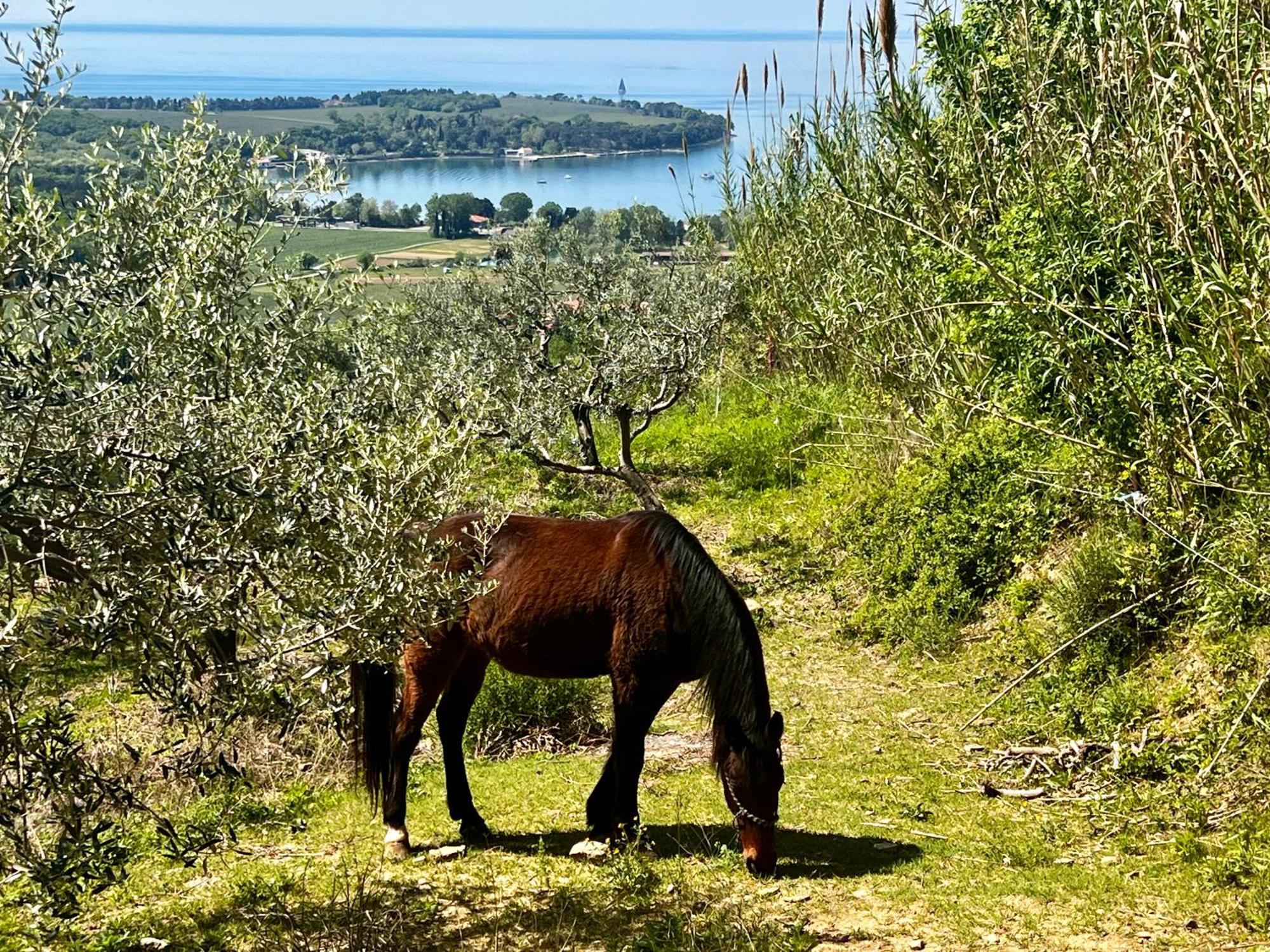 Na Kmetiji S Konji - Pogelsek Appartement Ankaran Buitenkant foto